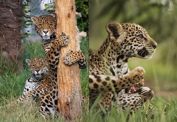 african jaguar