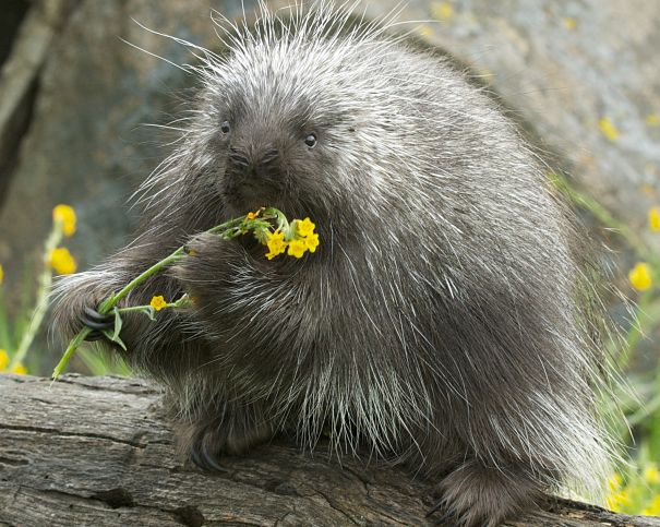 Porcupine Facts - Animal Facts Encyclopedia