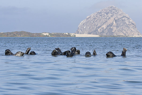 sea lions on boat sea lions on boat