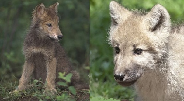 Wolf Facts - Animal Facts Encyclopedia