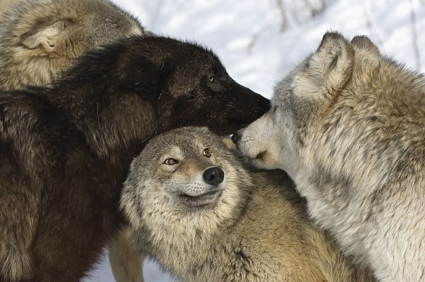 Wolf Facts - Animal Facts Encyclopedia