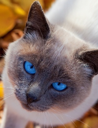 Cat Facts - Animal Facts Encyclopedia