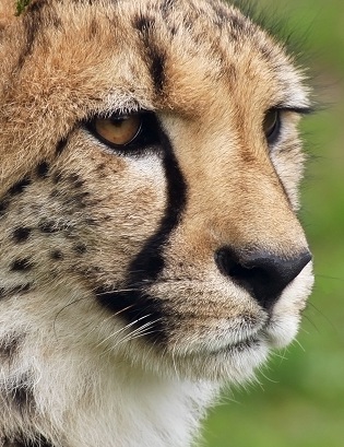 Cheetah portrait cheetah portrait