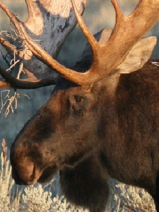 moose portrait