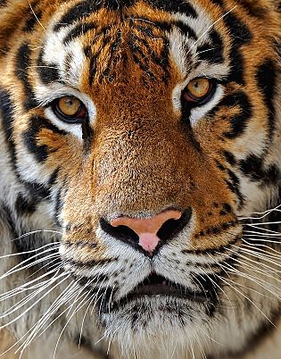 Sumatran+tiger+facts