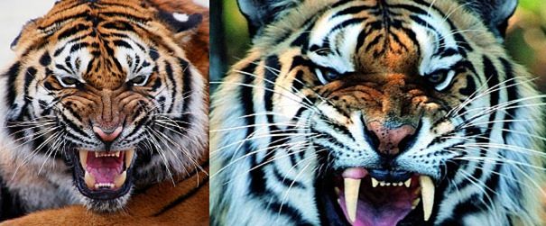 double tiger snarls