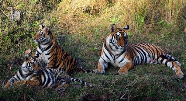 tigress and cubs