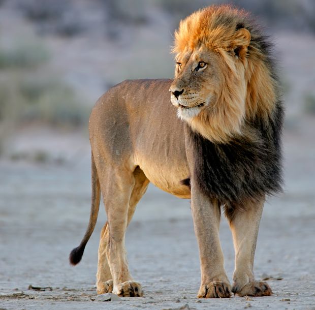 African Lion