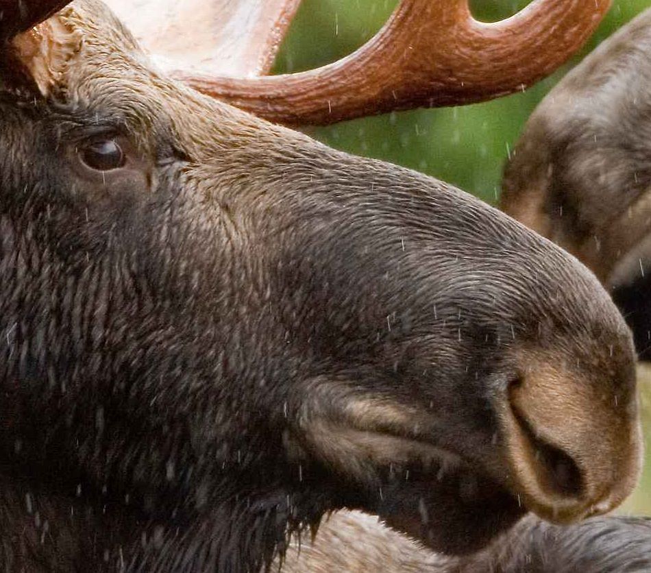 Moose Facts Animal Facts Encyclopedia