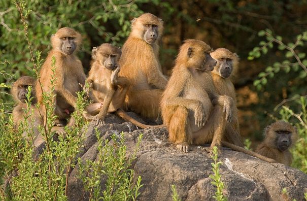 yellow baboons baboons