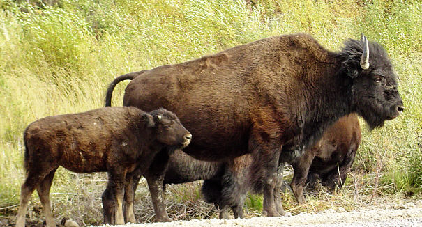 buffalo mother and calf buffalo calves