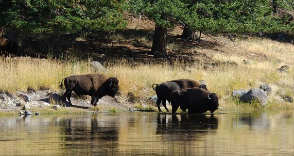 bison in river bison in river