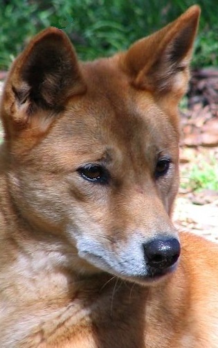 Dingo Facts - Animal Facts Encyclopedia