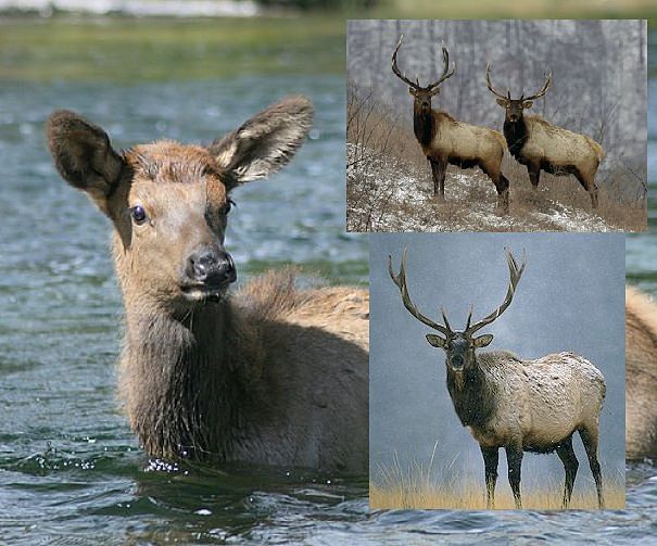 Elk Facts Animal Facts Encyclopedia