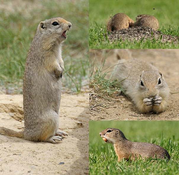 Groundhog+Habitat Groundhog Habitat http://www.animalfactsencyclopedia.com/Groundhog ...