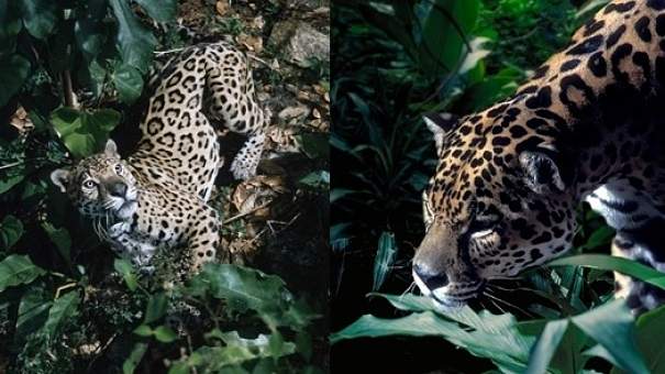 jaguar