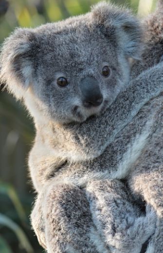 information about a koala Koalas almost never need to drink they get most of their water from the succulent eucalyptus leaves they eat the word koala is an aboriginal word meaning no. information about a koala Koalas almost never need to drink they get most of their water from the succulent eucalyptus leaves they eat the word koala is an aboriginal word meaning no.