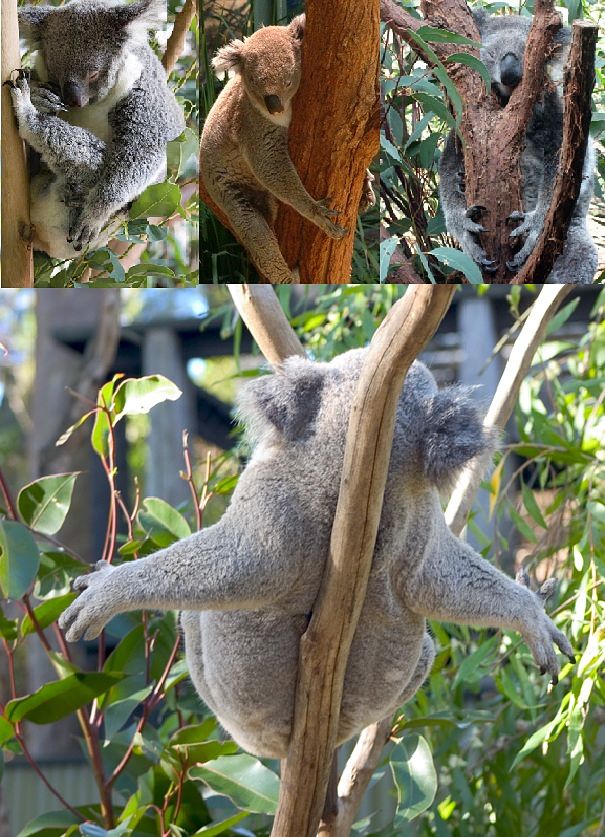 Koala Bear Facts Animal Facts Encyclopedia