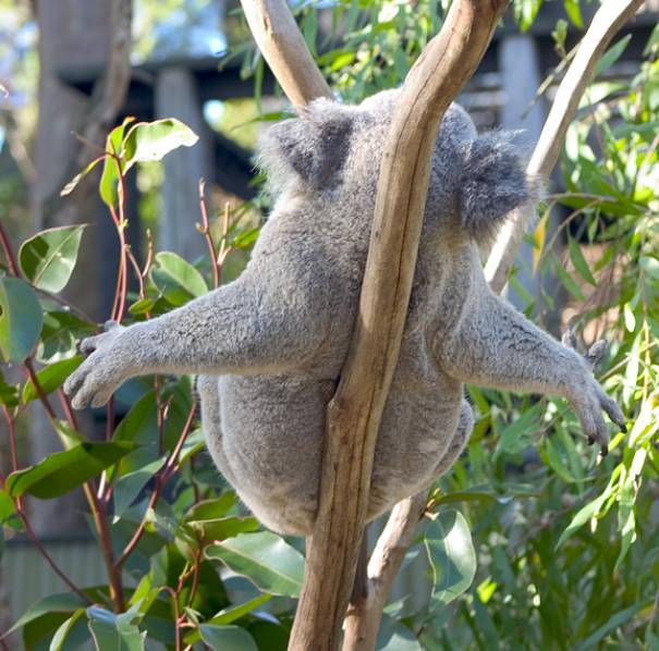 Koala Bear Facts Animal Facts Encyclopedia