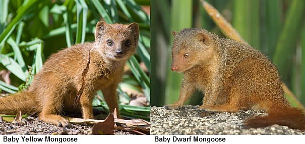 mongoose babies mongoose babies