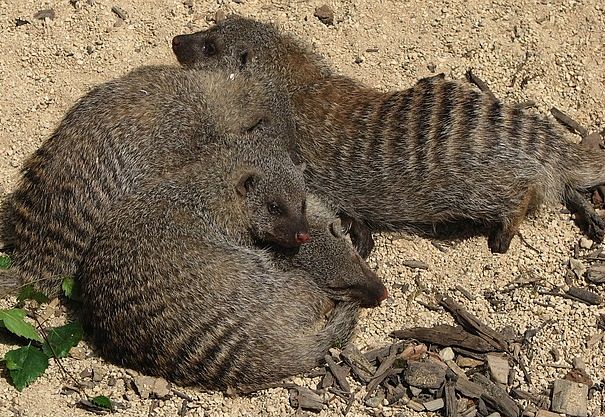 banded mongoose banded mongoose