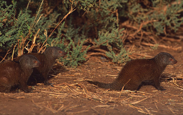 dwarf mongoose band dwarf mongoose band