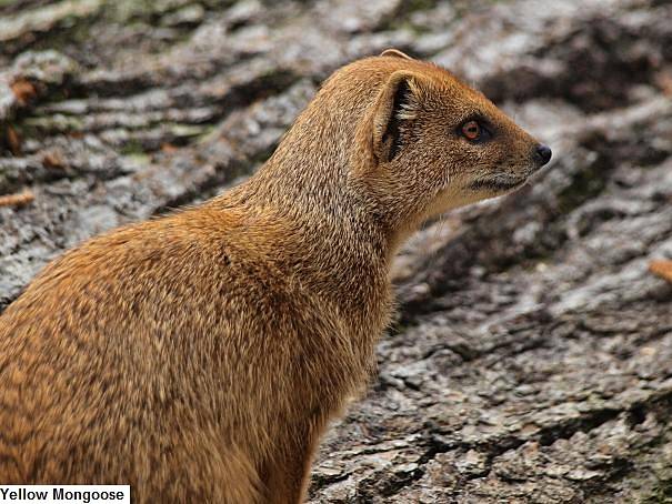 mongoose