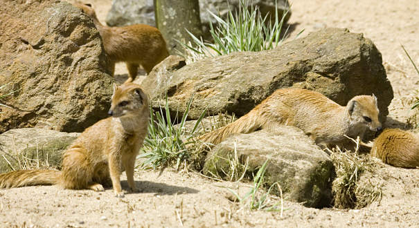 Yellow mongoose Yellow mongoose