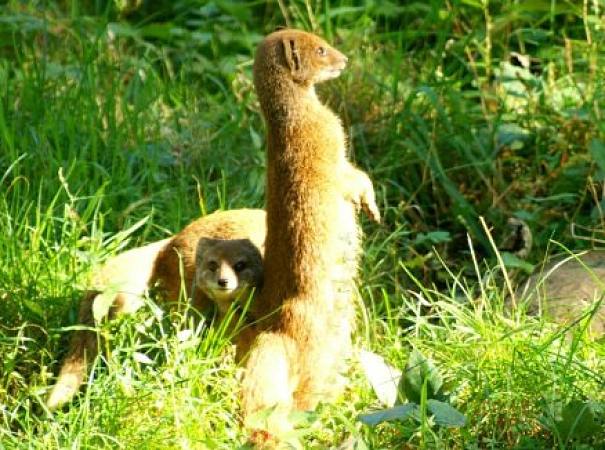 yellow mongoose pair yellow mongoose pair