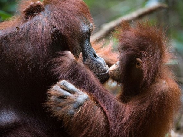 Orangutan mother and baby kissing Orangutan mother and baby kissing