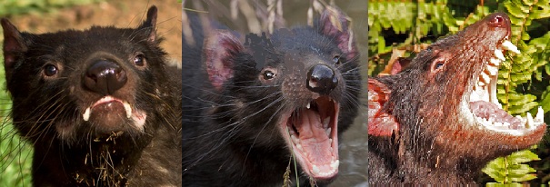 Tasmanian devil triple pane