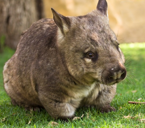 Wombat Facts Animal Facts Encyclopedia