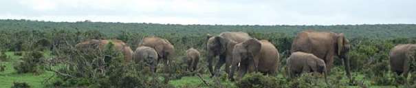 African elephant panorama