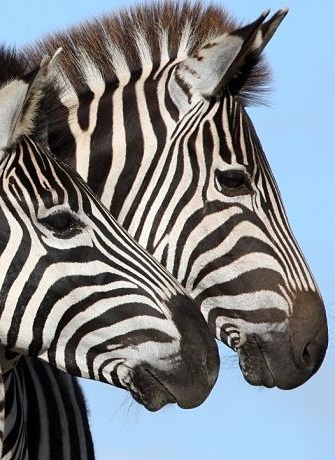 zebra portrait-zebra facts