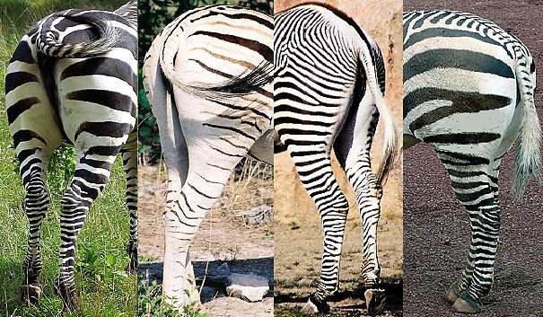identify zebra guide