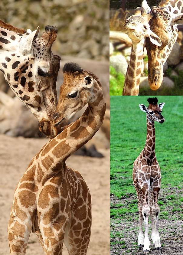 Giraffe Facts - Animal Facts Encyclopedia