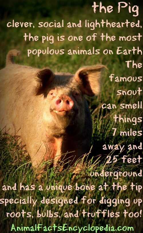 are pigs smarter than dogs pig facts animal facts encyclopedia are pigs smarter than dogs pig facts animal facts encyclopedia