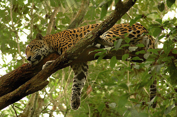 What Do Jaguars Eat >> Jaguar Facts - Animal Facts Encyclopedia What Do Jaguars Eat >> Jaguar Facts - Animal Facts Encyclopedia