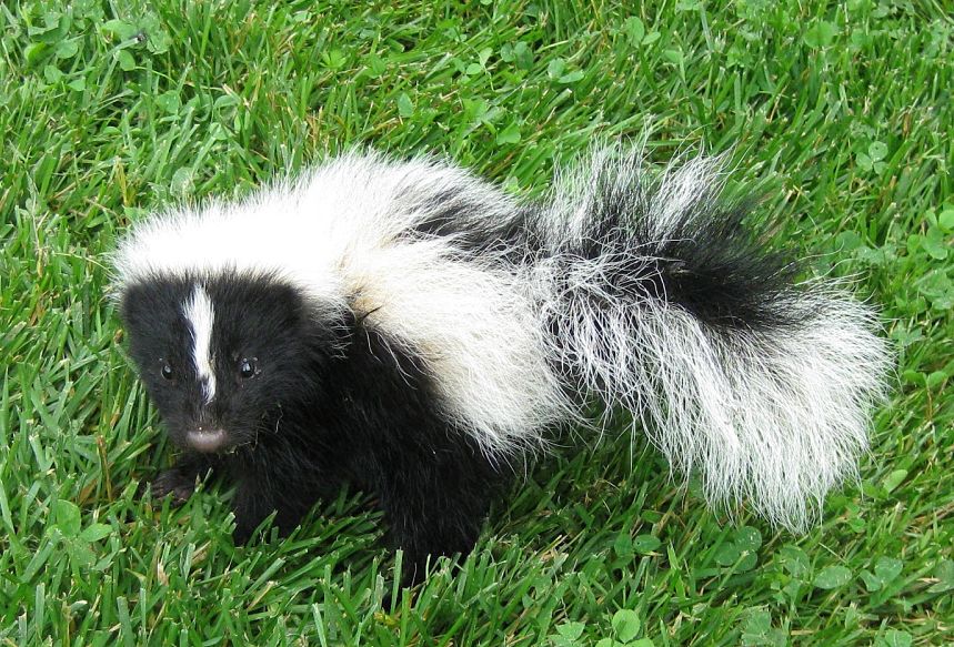 Skunk Facts Animal Facts Encyclopedia