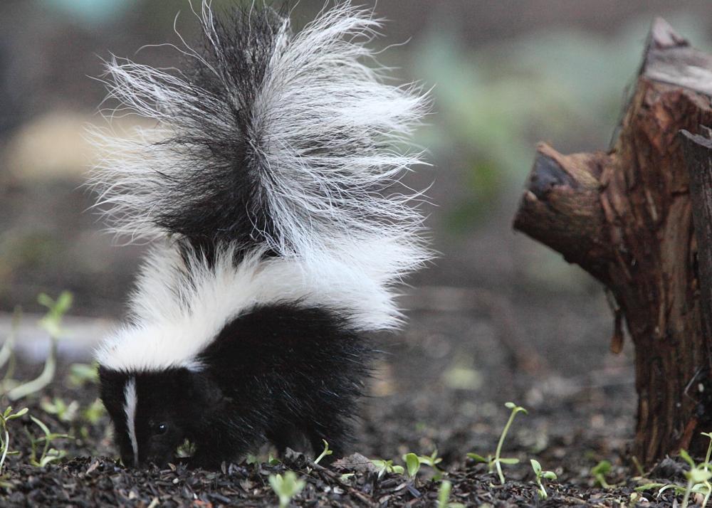 Skunk Facts - Animal Facts Encyclopedia