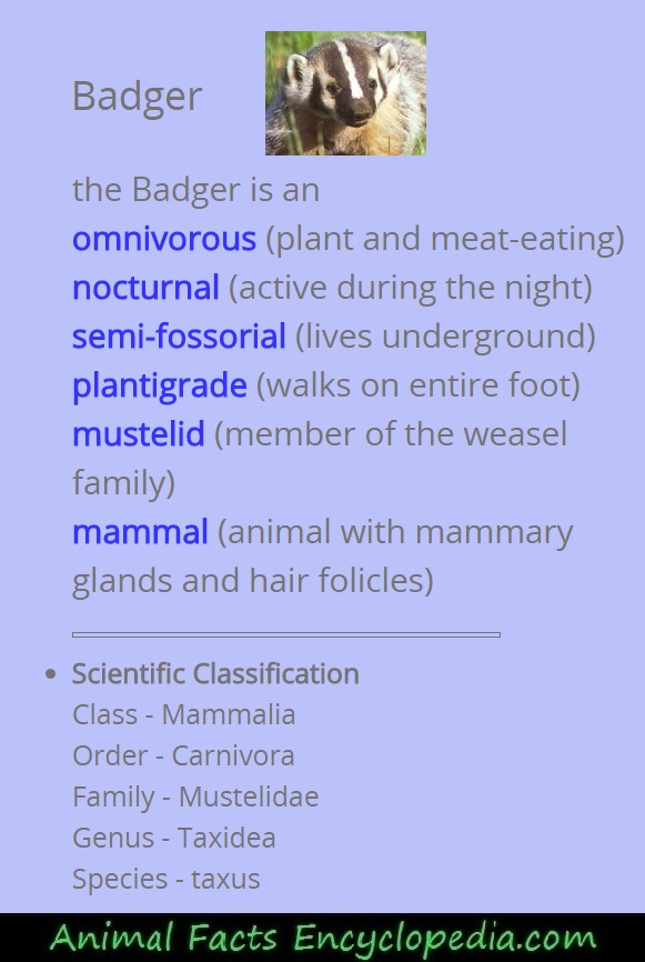 Badger Facts Animal Facts Encyclopedia
