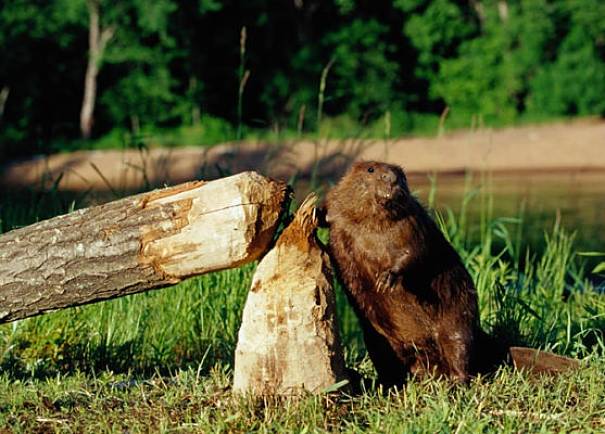 American beaver diet