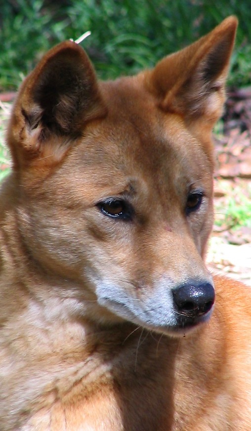What are some facts about the dingo?