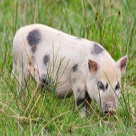 animal facts