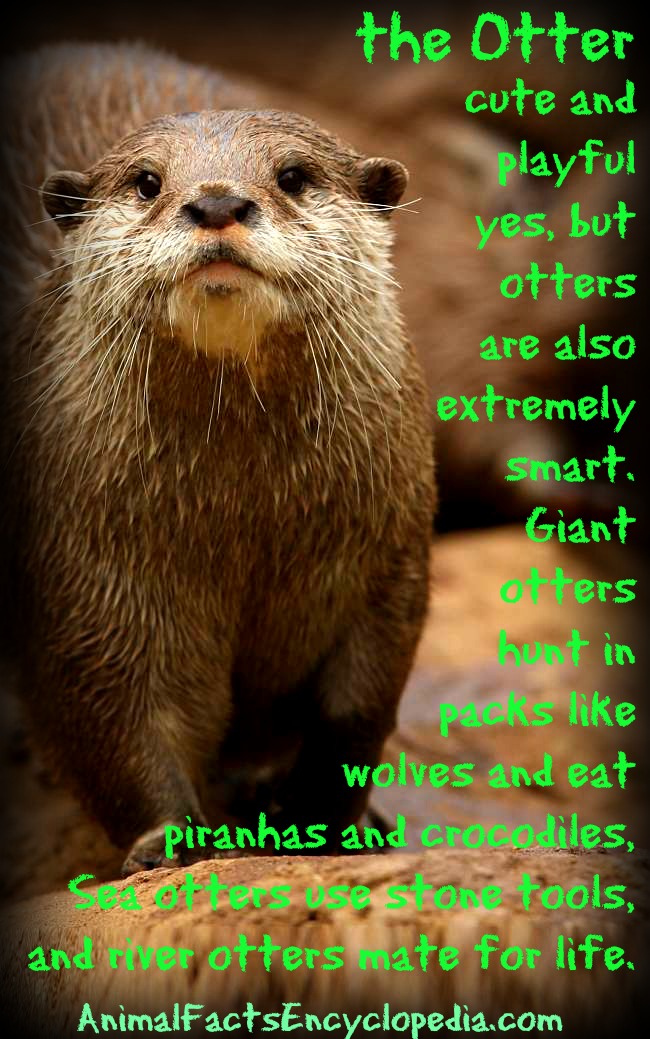 Otter Facts - Animal Facts Encyclopedia