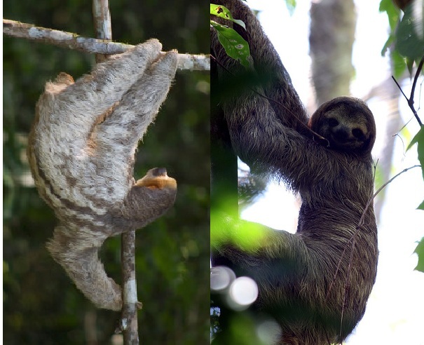 Sloth Facts Animal Facts Encyclopedia