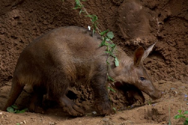 Aardvark Facts - Animal Facts Encyclopedia