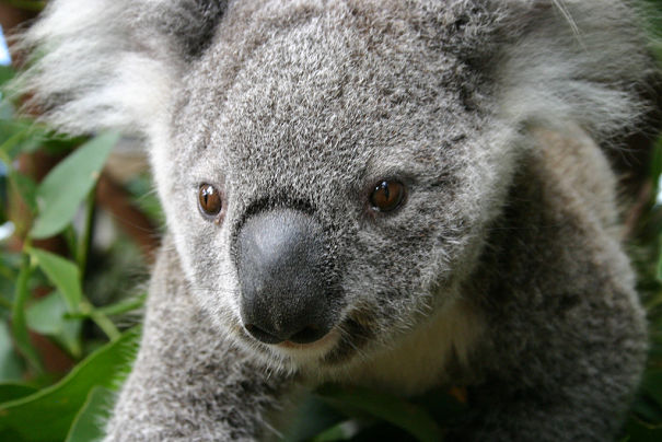 flat out bear koala