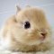 Rabbit Facts - Animal Facts Encyclopedia