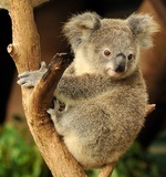 koalabear10.jpg